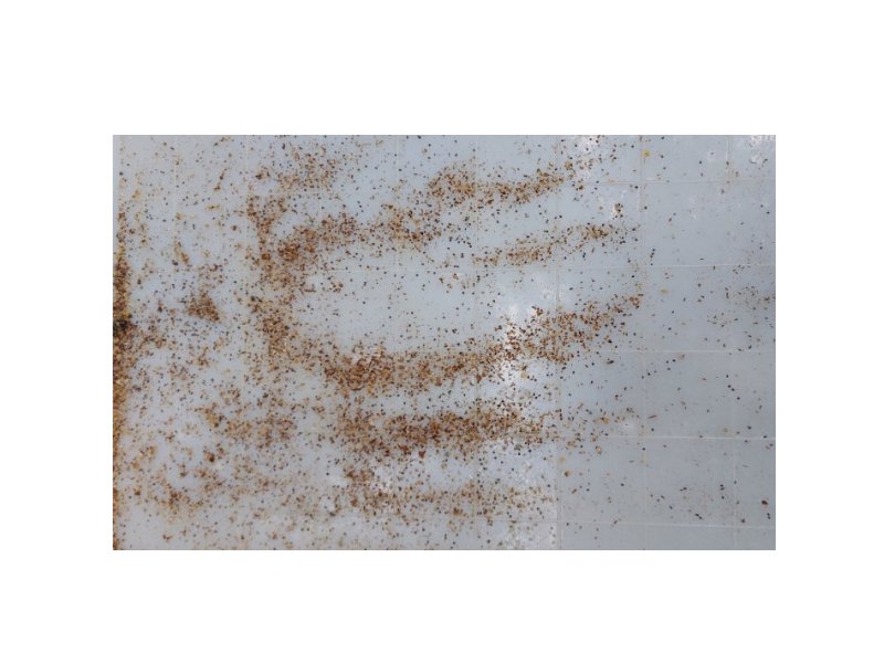 Bienen und Varroamilbe